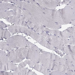 BAG5 Antibody, Novus Biologicals:Antibodies:Primary Antibodies
